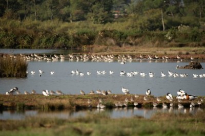 TEICH.jpg